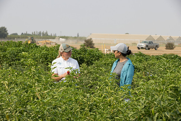 Seminis2021_Woodland_563