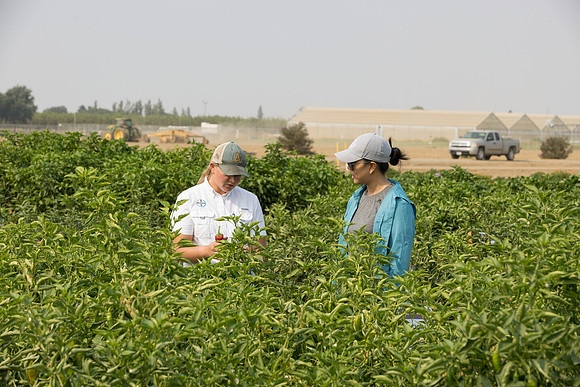 Seminis2021_Woodland_560