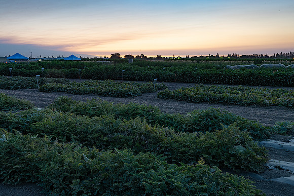 Seminis2021_Woodland_1453-HDR