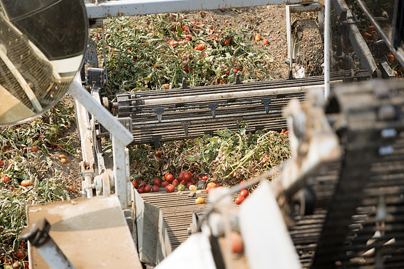 Seminis2021_Woodland_857