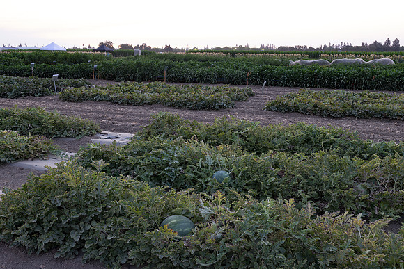 Seminis2021_Woodland_1460