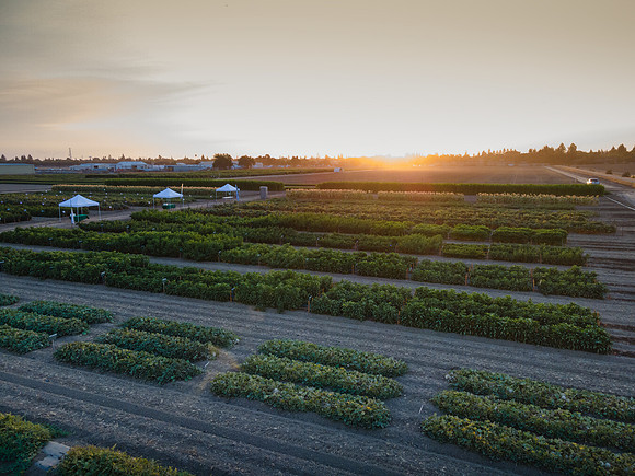 Seminis2021_Woodland_1331