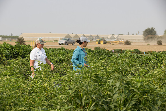 Seminis2021_Woodland_498