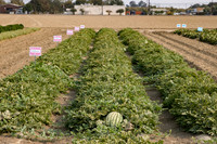 Seminis2021_Woodland_150