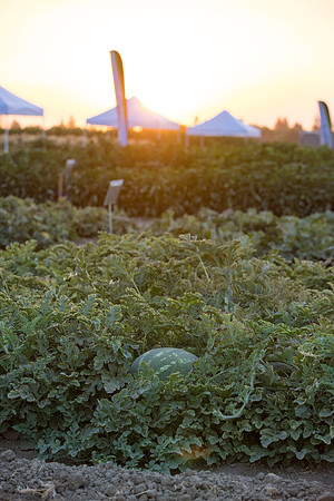 Seminis2021_Woodland_1545