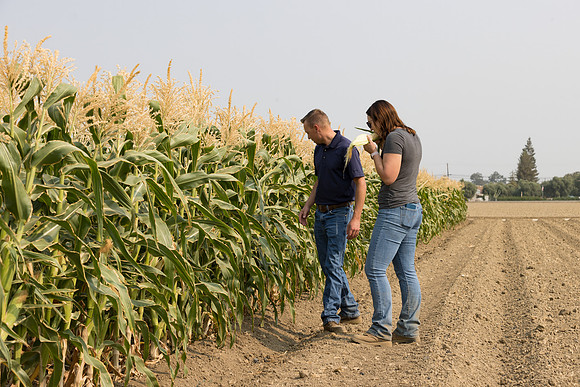 Seminis2021_Woodland_406