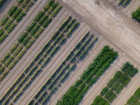 Seminis2021_Woodland_15