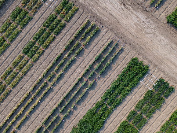 Seminis2021_Woodland_15