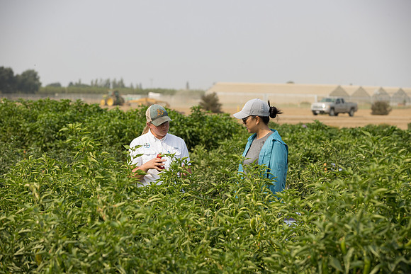 Seminis2021_Woodland_554
