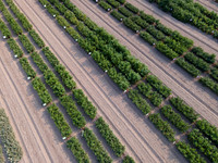 Seminis2021_Woodland_7