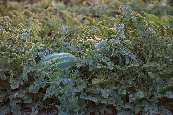 Seminis2021_Woodland_1549