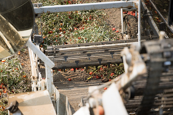 Seminis2021_Woodland_849