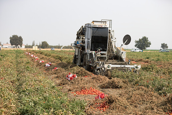 Seminis2021_Woodland_646