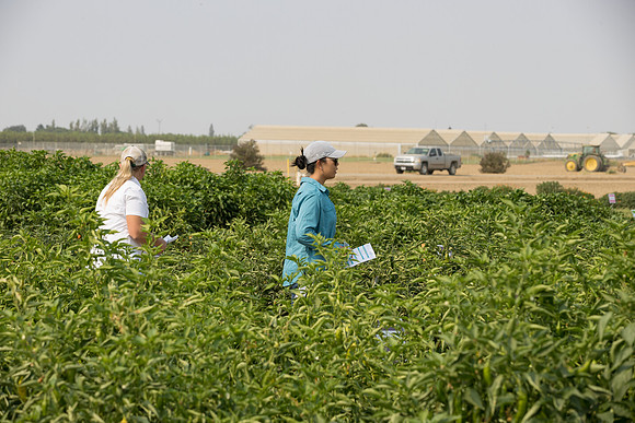 Seminis2021_Woodland_488