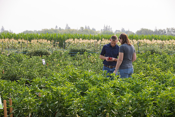 Seminis2021_Woodland_245