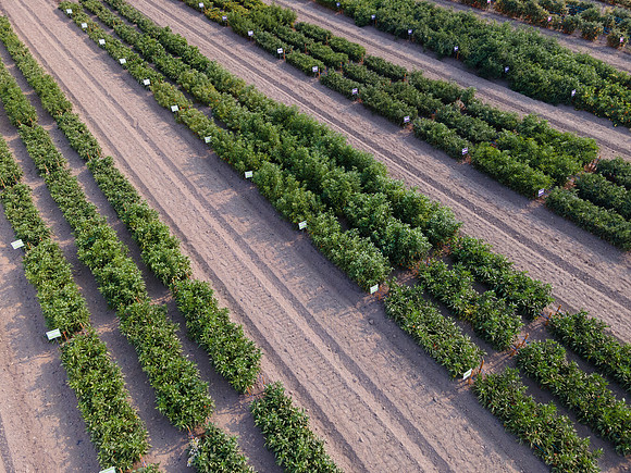 Seminis2021_Woodland_5