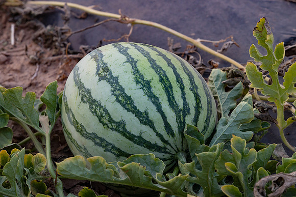 Seminis2021_AZ_46