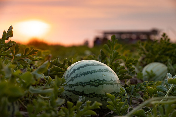 Seminis2021_AZ_62