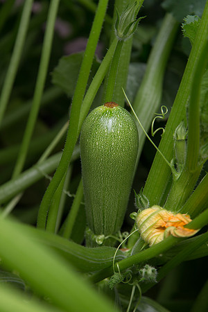 Squash_PS7464_MX_0007
