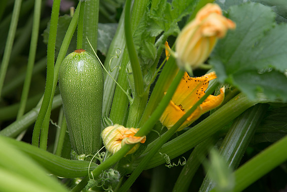 Squash_PS7464_MX_0004