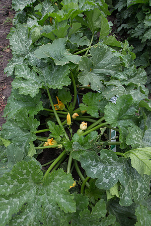 Squash_PS7464_MX_0035