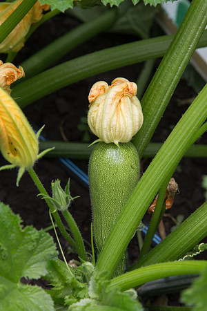 Squash_PS7464_MX_0028