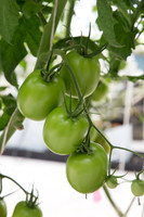 Tomato_SV4401TJ_MX_0005