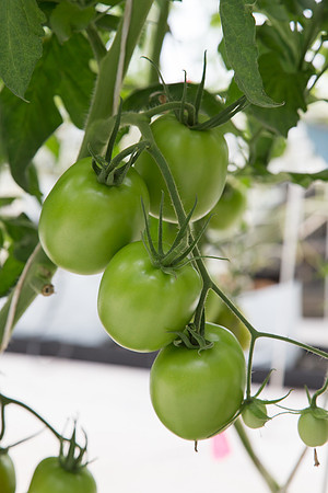 Tomato_SV4401TJ_MX_0005
