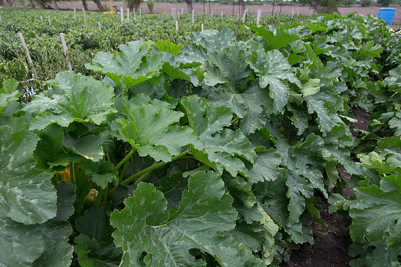 Squash_PS7464_MX_0009