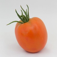 Tomato_SV4401TJ_MX_0059