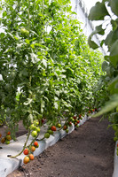 Tomato_SV4401TJ_MX_0097