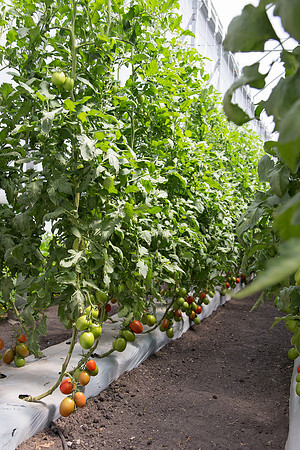Tomato_SV4401TJ_MX_0097