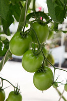 Tomato_SV4401TJ_MX_0003
