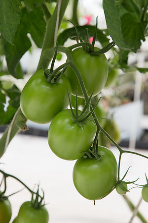 Tomato_SV4401TJ_MX_0003