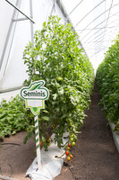 Tomato_SV4401TJ_MX_0090