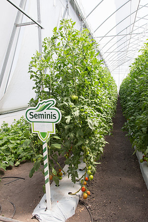Tomato_SV4401TJ_MX_0090