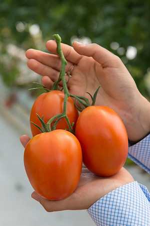 Tomato_SV4401TJ_MX_0082