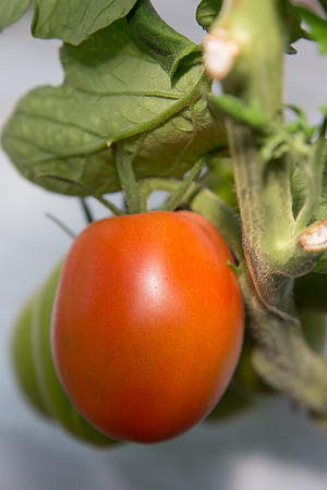 Tomato_SV4401TJ_MX_0111