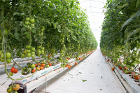 Tomato_SV4401TJ_MX_0063