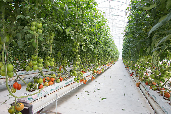 Tomato_SV4401TJ_MX_0063