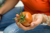 Tomato_SV4401TJ_MX_0020