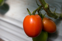 Tomato_SV4401TJ_MX_0100