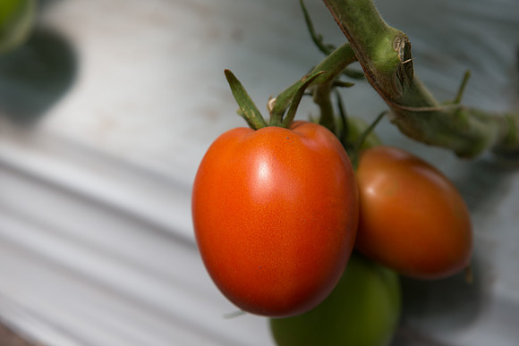Tomato_SV4401TJ_MX_0100