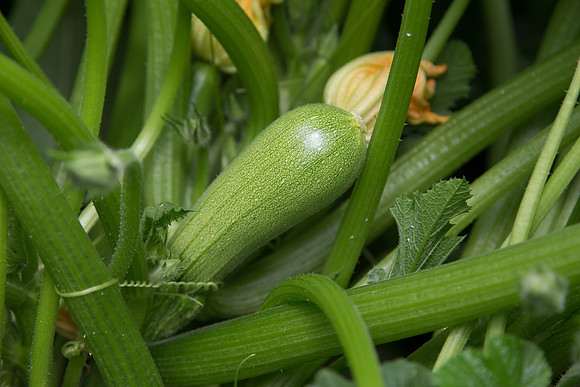 Squash_PS7464_MX_0018