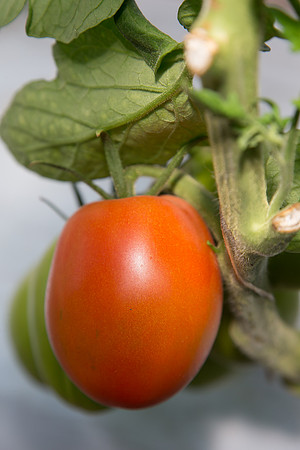 Tomato_SV4401TJ_MX_0110