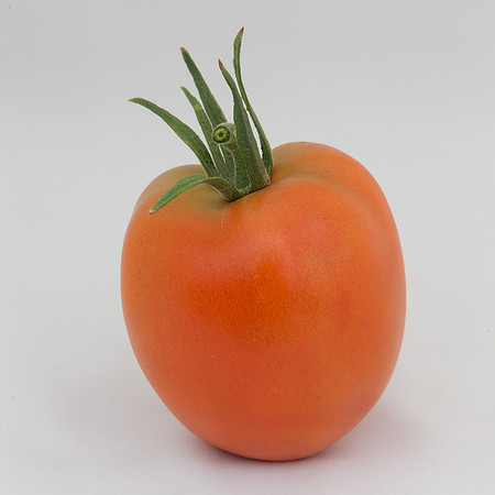 Tomato_SV4401TJ_MX_0060