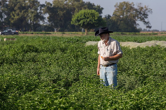 HotPeppers_FieldDays_Woodland_CA_0072