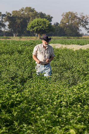 HotPeppers_FieldDays_Woodland_CA_0052