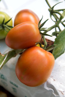 Tomato_SV4401TJ_MX_0077