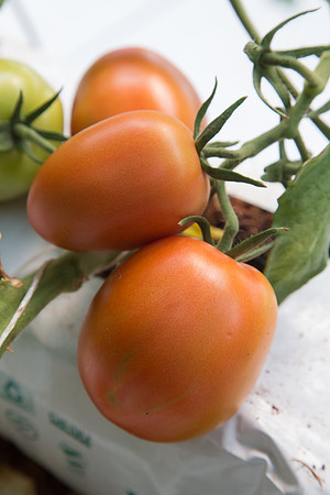 Tomato_SV4401TJ_MX_0077